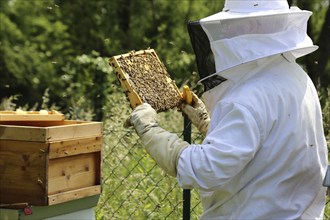 Beekeeper works on his hive