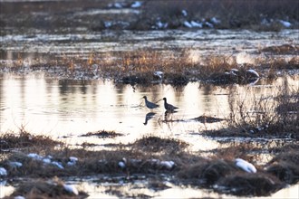 Spotted Redshank (Tringa erythropus) two birds standing in lake at sunset, on marshland in typical