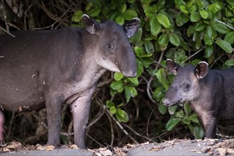 Baird's tapir (Tapirus bairdii), mother and young, looking into the camera, animal portrait, in the