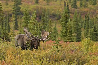 Bull moose (Alces alces) with the velvet hanging from his antlers standing in the boreal forest