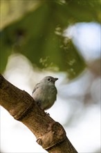 Palm tanager (Thraupis palmarum), sitting on a branch, Monteverde cloud forest, Monte Verde, Costa