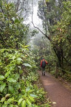 Young man on hiking trail through foggy rainforest, dense vegetation, Poás National Park, central