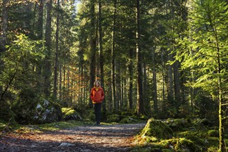 A hiker on the hiking trail around the Vorderer Gosausee. Autumnal forest. Good weather, sunshine.