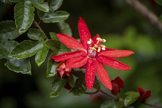 Flower of a red passion flower (Passiflora vitifolia) in the tropical rainforest, Alajuela