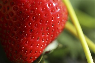 Close-up of ripe strawberries in the field