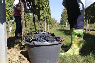 Grape grape harvest: Hand-picking Pinot Noir grapes in the Palatinate (Norbert Groß Winery,