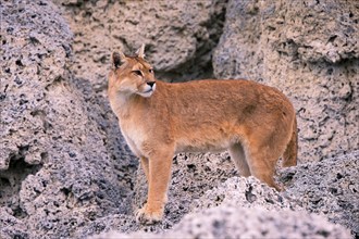 Female Cougar foraging, South America, Chile, Torres del Peine NP, Felis concolar patagonia, Torres