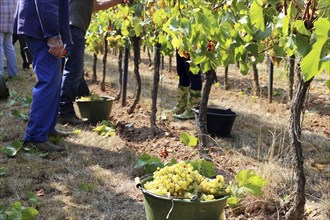 Grape grape harvest: Manual harvest of Chardonnay grapes in a vineyard in the Palatinate