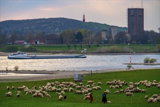 Rhine dyke near Duisburg-Beeckerwerth, flock of sheep, Rheinpreussen spoil tip in Mörs, spoil tip