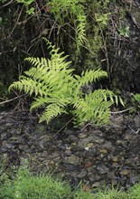 Lady fern (Athyrium filix-femina), by the water, North Rhine-Westphalia, Germany, Europe