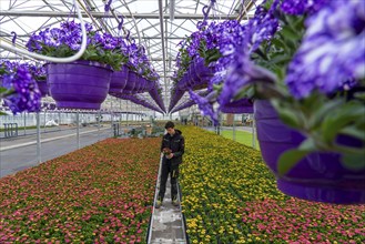 Horticulture company, flower pots, so-called petunia ampel, grow in a greenhouse, under the glass