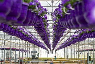 Horticultural business, flower pots, so-called petunia ampel, grow in a greenhouse, under the glass