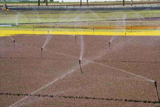 Horticultural business, irrigation with a sprinkler system, outdoors, plants grow here to be sold