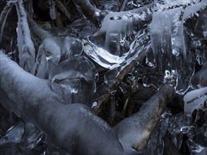 Frozen branches in a stream bed, ice sculptures, winter, Thuringia, Germany, Europe