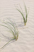 Blade of grass on a sand dune a sunny summer day, Skagen, Denmark, Europe