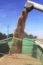 Grain harvest with combine harvester, the grain is unloaded