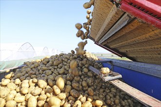 Farmer Hartmut Magin from Mutterstadt harvesting early potatoes in the Palatinate (Mutterstadt,