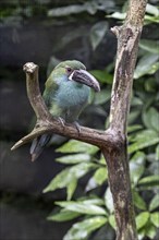 Crimson-rumped toucanet (Aulacorhynchus haematopygus), Walsrode Bird Park, Lower Saxony, Germany,