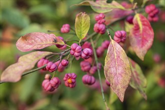 European spindle bush (Euonymus europaeus), Emsland, Lower Saxony, Germany, Europe