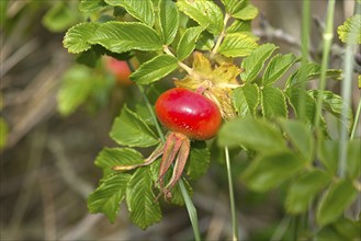 Rose hip of a park rose (Rosa rugosa), Bavaria, Germany, Europe