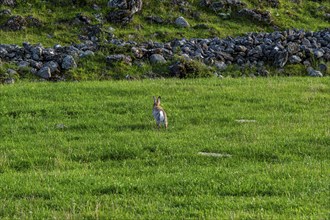 A wild rabbit, whose habitat is the remains of the ramparts and walls of the ruins of Graborg