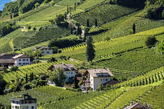 Landscape in the Adige Valley, in South Tyrol, above the village of Tramin, vineyards dominate the