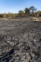 Consequences of a forest fire in the German-Dutch border region near Niederkrüchten-Elmpt, in the