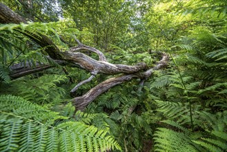 Totoholz und Farne im Sababurg Urwald, also known as Urwald im Reinhardswald, is a 95-hectare