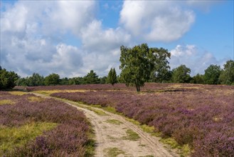 Heather blossom of the broom heather, in the Lüneburg Heath nature reserve, Lower Saxony, Germany,