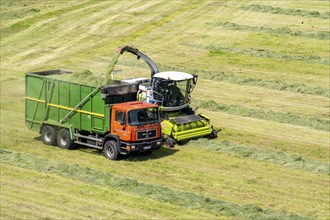 Hay harvest, on a Rhine meadow near Duisburg-Beeckerwerth, a forage harvester picks up the cut