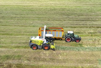 Hay harvest, on a Rhine meadow near Duisburg-Beeckerwerth, a forage harvester picks up the cut