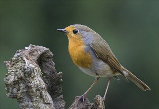 Muscicapidae, Erithacus rubeculka, Rouge-gorge familier, twig, sits, robin, robin, singer, birds,