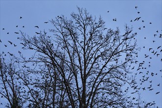 Flock of starlings flying from treetops at dusk, Switzerland, Europe