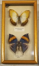 Mounted tropical butterflies in display case Cymothoe Beckeri from Uganda Africa, Kallima Inachus