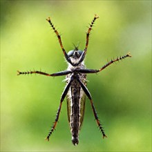 Insect in bottom view on a glass pane in front of a natural green background, Witten, Ruhr area,