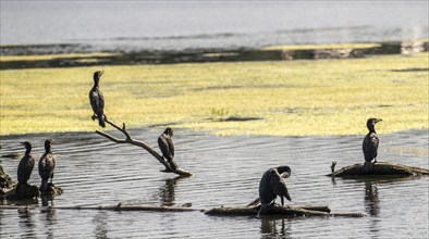 Lake Baldeney, Ruhr reservoir, cormorants, sitting on branches floating in the water on the shore,