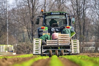 Agriculture, herb gardening, parsley is planted in rows in a field with a planting machine