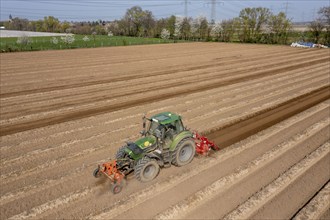 A farmer builds asparagus ridges on a field with the help of an asparagus tiller, in which the