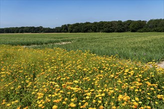 Agriculture, field with onions, field margins, flower strips, Niederkrüchten, North