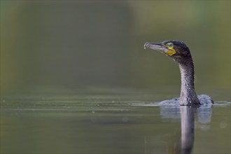 Great cormorant (Phalacrocorax carbo), Lower Saxony, Germany, Europe