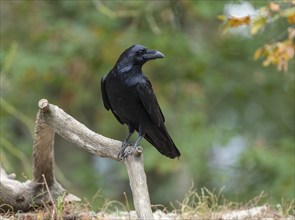 Common raven (Corvus corax) stands on an old branch and looks attentively, Germany, Europe