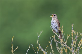 Song thrush (Turdus philomelos), Lower Saxony, Germany, Europe