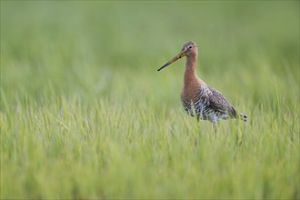 Black-tailed Godwit (Limosa limosa), Lower Saxony, Germany, Europe