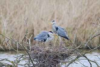 Grey heron (Ardea cinerea) at the nest, Lower Saxony, Germany, Europe