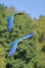 Blue and yellow macaw (Ara ararauna) in flight, captive, Lower Saxony, Germany, Europe