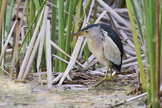 Little Bittern (Ixobrychus minutus), Crete, Greece, Europe