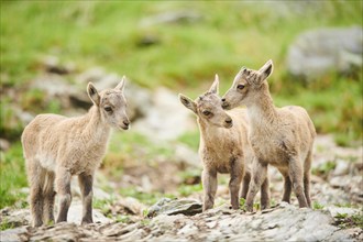 Alpine ibex (Capra ibex) youngsters, standing on a rock, wildlife Park Aurach near Kitzbuehl,