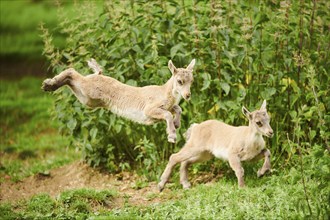 Alpine ibex (Capra ibex) youngsters jumging in the air on a meadow, playing, wildlife Park Aurach