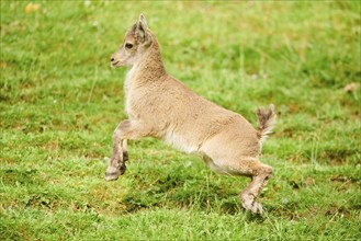 Alpine ibex (Capra ibex) youngster running on a meadow, wildlife Park Aurach near Kitzbuehl,