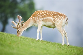 European fallow deer (Dama dama) stag standing on a meadow, tirol, Kitzbühel, Wildpark Aurach,